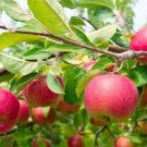 1 FUGI Apple Tree *Live Plant * 18-30" Tall