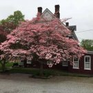 Pink Flowering Dogwood Tree 12-24" Tall * 1 GALLON* Cornus rubra
