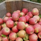 1 PINK LADY Apple Tree *Live Plant * 18-30" Tall 1 PINK LADY Apple Tree *Live Plant * 18-30" Tall