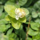 Grand Duke of Tuscany Jasmine Starter Live Plant 2 to 5" tall~Super Fragrant Grand Duke of Tuscany Jasmine Starter Live Plant 2 to 5" tall~Super Fragrant