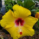 EXOTIC TEQUILA HIBISCUS STARTER LIVE PLANT 7 INCHES TALL