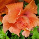 TROPICAL DOUBLE ORANGE HIBISCUS WELL ROOTED 3 TO 5 INCHES LIVE PLANT