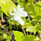 BELLE OF INDIA JASMINE STARTER LIVE PLANT 5 TO 7"~SUPER FRAGRANT DOUBLE FLOWERS BELLE OF INDIA JASMINE STARTER LIVE PLANT 5 TO 7"~SUPER FRAGRANT DOUBLE FLOWERS