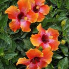 EXOTIC HAWAIIAN SUNSET FIESTA HIBISCUS STARTER LIVE PLANT 3 TO 5 INCHES TALL EXOTIC HAWAIIAN SUNSET FIESTA HIBISCUS STARTER LIVE PLANT 3 TO 5 INCHES TALL