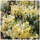 Scentsation Honeysuckle Lonicera Very Fragrant 4" Pot