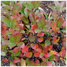 GROUND HUG Aronia 4" Pot GROUND HUG Aronia 4" Pot