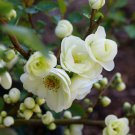 Double Take Eternal White Flowering Quince - 4" Pot