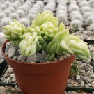 3.5" Pot Donkey's Tail - Sedum morganianum cactus Cacti Succulent real live plant