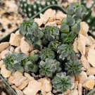 3.5" Pot Peperomia columella cactus Cacti Succulent real live plant