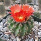 3.5" Pot Parodia oculta cactus Cacti Succulent real live plant