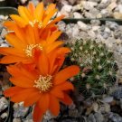 3.5"Pot Rebutia flavistyla cactus Cacti Succulent real live plant 3.5"Pot Rebutia flavistyla cactus Cacti Succulent real live plant