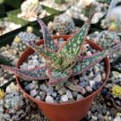 3.5" Pot Aloe Hybrid cactus Cacti Succulent real live plant