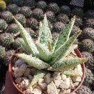 3.5" Pot Aloe Diego cactus Cacti Succulent real live plant