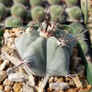 3.5" Pot Echinocactus platyacanthus cactus Cacti Succulent real live plant
