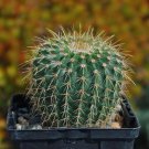 3.5" Pot Parodia schumanniana cactus Cacti Succulent real live plant