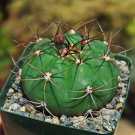 3.5" Pot Gymnocalycium chiquitanum - Chin Cactus cactus Cacti Succulent real live plant 3.5" Pot Gymnocalycium chiquitanum - Chin Cactus cactus Cacti Succulent real live plant