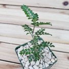 3.5" Pot Operculicarya pachypus cactus Cacti Succulent real live plant