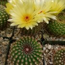 3.5" Pot Sun Cup - Notocactus agnetae cactus Cacti Succulent real live plant