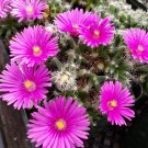 3.5" Pot Trichodiadema densum cactus Cacti Succulent real live plant
