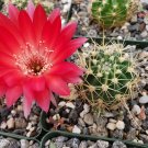 3.5" Pot Lobivia Echinopsis hertrichiana cactus Cacti Succulent real live plant