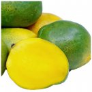 MANGO KEIIT TREE SEEDLING THE BEST 6inch To 18 Inch MANGO KEIIT TREE SEEDLING THE BEST 6inch To 18 Inch