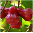 Pumarosa Pomarosa (Rose Apple Jambos) Live fruit tree 3ft Tall Pumarosa Pomarosa (Rose Apple Jambos) Live fruit tree 3ft Tall