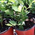 Blue berry jam life fruit tree 8inch to 2ft Blue berry jam life fruit tree 8inch to 2ft