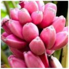 Pink Banana Live Plant Tropical Pups Or Tissue Cultures Pink Banana Live Plant Tropical Pups Or Tissue Cultures