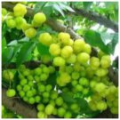 2x Trees Grosella Gooseberries live fruit tree 12”-24” 2x Trees Grosella Gooseberries live fruit tree 12”-24”