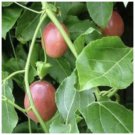 Red Passion Fruit Live Plant Possum Purple Plants Graden Outdoor Red Passion Fruit Live Plant Possum Purple Plants Graden Outdoor