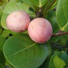 Icaco live fruit tree 6inch to 2 ft Icaco live fruit tree 6inch to 2 ft