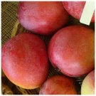 MANGO Van DYKE LIVE TREE SEEDLING 6inch To 18 Inch
