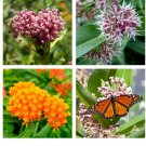 500 Seeds MILKWEED MIX DELUXE Perennials Monarch Butterfly Host Plant Seeds