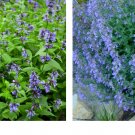1000 Seeds CATMINT Lavender Blue Perennial Teas Insect Repellant Seeds