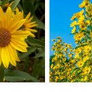 500 Seeds Sunflower MAXIMILIAN Perennial Flowers Butterflies Finches Seeds