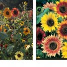 500 Seeds Sunflower AUTUMN BEAUTY MIX Branching Multiple Flowers Seeds