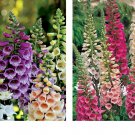 2000 Seeds Foxglove Dwarf FOXY MIX Deer Resistant Biennial Fall Planting Seeds