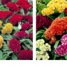 2500 Seeds Celosia CRISTATA Mixed Cockscomb Dried Flowers Cutflowers Seeds
