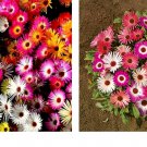 8000 Seeds Daisy ICE PLANT LIVINGSTONE Mix Dwarf 5" Groundcover Drought Tolerant 8000 Seeds Daisy ICE PLANT LIVINGSTONE Mix Dwarf 5" Groundcover Drought Tolerant