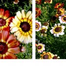800 Seeds Painted Daisy MIXED Colors Pollinators Butterflies Perennial