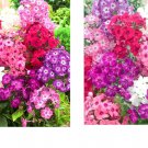 800 Seeds PHLOX DWARF Mix 12" Tall Rock Gardens Spring Blooms Seeds