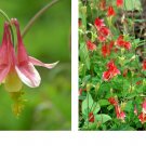800 Seeds Columbine EASTERN RED Perennial PartShade Attracts Pollinators Seeds
