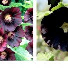 200 Seeds Hollyhock NIGRA Alcea Rosea Deep Red Black Fall or Spring Plant Seeds