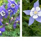 800 Seeds Columbine BLUE Perennial Spring Blooms Fall Planting Seeds 800 Seeds Columbine BLUE Perennial Spring Blooms Fall Planting Seeds
