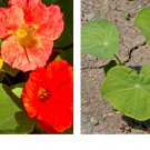 40 Seeds Nasturtium SINGLE MIX Climbing Vine Red+ Fragrant Hummingbirds Seeds