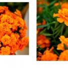 200 Seeds French Marigold TANGERINE DOUBLE DWARF Beneficial Plant Seeds