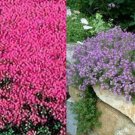700+ Seeds Creeping Thyme MIXED Red & Purple 4" Ground Cover Perennial Seeds