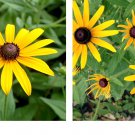400 Seeds Black Eyed Susan DOUBLE GOLDEN GLORIOSA Rudbeckia Seeds