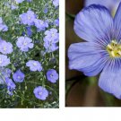 1500 Seeds BLUE FLAX PERENNIAL Linum lewisii American Wildflower Seeds