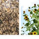 50 Seeds! Sunflower SKYSCRAPER 144” TALL HUGE FLOWERS Seeds